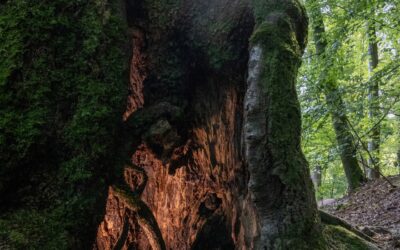 Die Magie der alten Wälder