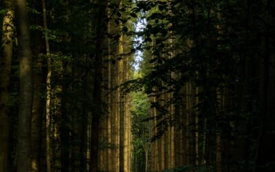 Die Magie des Waldes: Ein Lichtspiel zwischen den Bäumen